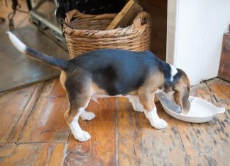 Puppy Feeding Basics for First Time Pet Owners