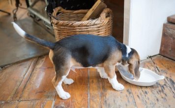 Puppy Feeding Basics for First Time Pet Owners