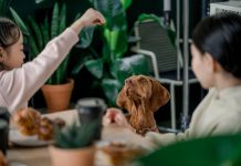 Puppy Feeding Tips for Keeping Your Dog Healthy