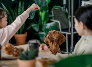 Puppy Feeding Tips for Keeping Your Dog Healthy