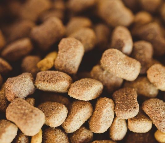 Puppy Food Options That Boost Immune Health