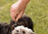 Discover Puppy Food That Supports Joint Health Discover Puppy Food That Supports Joint Health