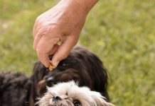 Discover Puppy Food That Supports Joint Health