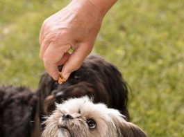Discover Puppy Food That Supports Joint Health Discover Puppy Food That Supports Joint Health
