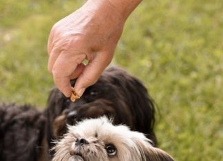 Discover Puppy Food That Supports Joint Health