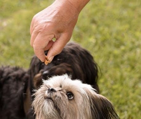 Discover Puppy Food That Supports Joint Health Discover Puppy Food That Supports Joint Health