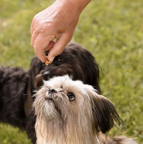 Discover Puppy Food That Supports Joint Health