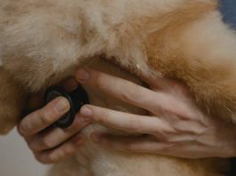 Puppy Health Advice for Preventing Common Illnesses Puppy Health Advice for Preventing Common Illnesses