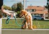 Best Ways to Teach Your Puppy to Wait at Doorways
