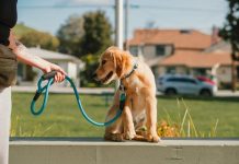 Best Ways to Teach Your Puppy to Wait at Doorways