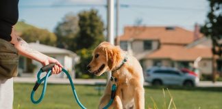 Best Ways to Teach Your Puppy to Wait at Doorways