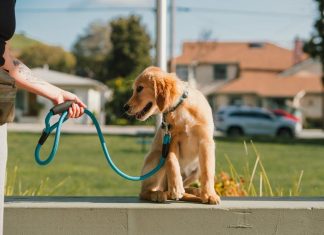 Best Ways to Teach Your Puppy to Wait at Doorways