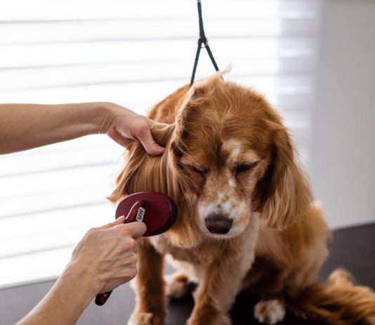 Best Puppy Grooming Tips for a Clean and Happy Pet