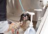 Daily Puppy Care Tips for Busy Pet Owners