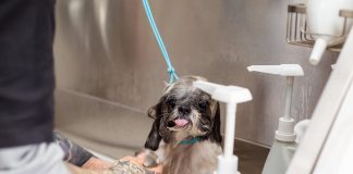Daily Puppy Care Tips for Busy Pet Owners