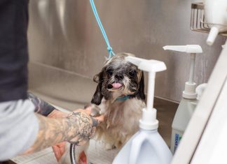 Daily Puppy Care Tips for Busy Pet Owners