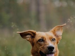 How to Prevent Your Puppy From Barking at Strangers