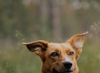 How to Prevent Your Puppy From Barking at Strangers