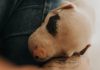 Puppy Care Tips for Preventing Common Skin Problems Puppy Care Tips for Preventing Common Skin Problems