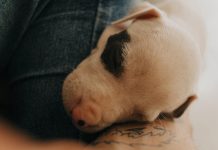Puppy Care Tips for Preventing Common Skin Problems Puppy Care Tips for Preventing Common Skin Problems