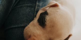 Puppy Care Tips for Preventing Common Skin Problems