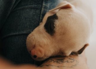 Puppy Care Tips for Preventing Common Skin Problems Puppy Care Tips for Preventing Common Skin Problems