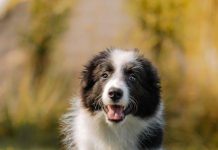 Puppy Training Methods That Every Owner Should Know