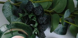 Puppy Health Essentials for This Years Pet Owners