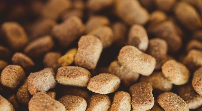 Best Puppy Food for Fast Growing Large Breeds