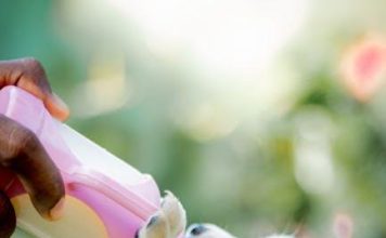 Puppy Feeding Basics: What You Should Know