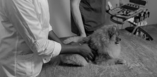 Essential Puppy Health Care Advice for Every Owner