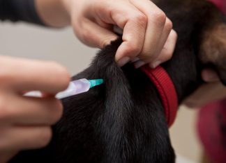 How to Protect Your Puppy From Fleas and Ticks Naturally