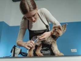 Top Puppy Grooming Tools You Need This Year Top Puppy Grooming Tools You Need This Year