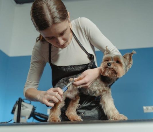 Top Puppy Grooming Tools You Need This Year Top Puppy Grooming Tools You Need This Year