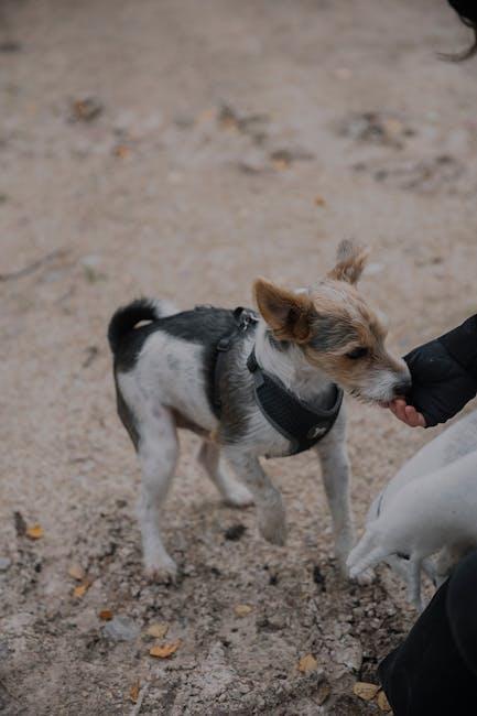 Positive Reinforcement Strategies: ⁤Reward-Based Training to‌ Encourage Quiet Behavior