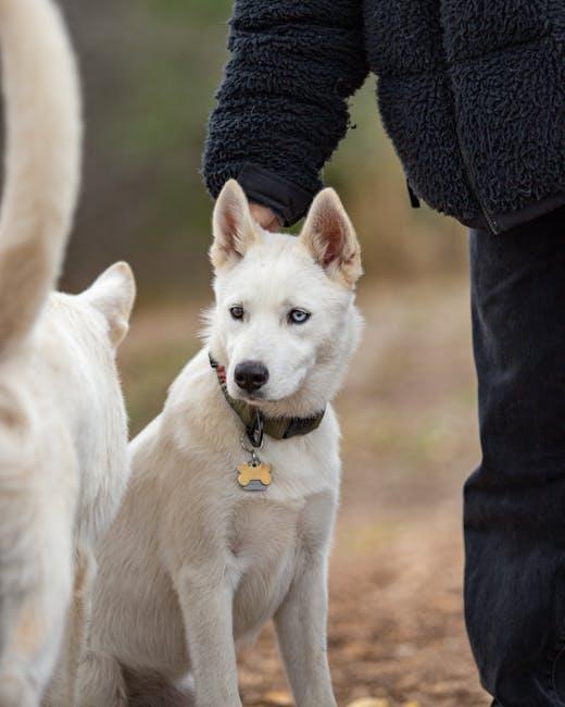 Understanding Your Puppys Behavioral Needs