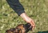 Puppy Feeding Tips for This Years New Pet Owners