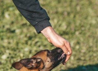 Puppy Feeding Tips for This Years New Pet Owners