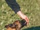 Puppy Feeding Tips for This Years New Pet Owners