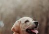 How to Keep Your Puppys Ears Clean and Free From Infections
