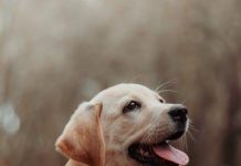 How to Keep Your Puppys Ears Clean and Free From Infections How to Keep Your Puppys Ears Clean and Free From Infections