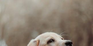 How to Keep Your Puppys Ears Clean and Free From Infections