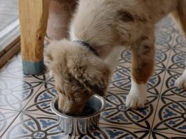 Puppy Feeding Tips for a Healthy and Happy Pet Puppy Feeding Tips for a Healthy and Happy Pet
