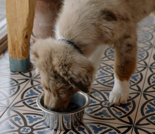 Puppy Feeding Tips for a Healthy and Happy Pet Puppy Feeding Tips for a Healthy and Happy Pet