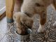 Puppy Feeding Tips for a Healthy and Happy Pet