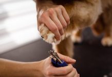 How to Keep Your Puppys Teeth Strong and Healthy