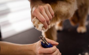 How to Keep Your Puppys Teeth Strong and Healthy