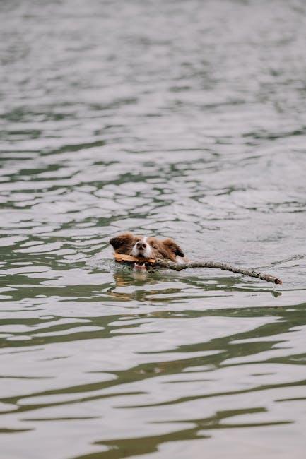 Essential Exercise and Playtime for a Happy, Healthy Puppy