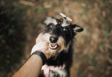 How to Use Positive Reinforcement to Train Your Puppy How to Use Positive Reinforcement to Train Your Puppy
