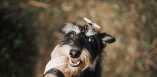 How to Use Positive Reinforcement to Train Your Puppy